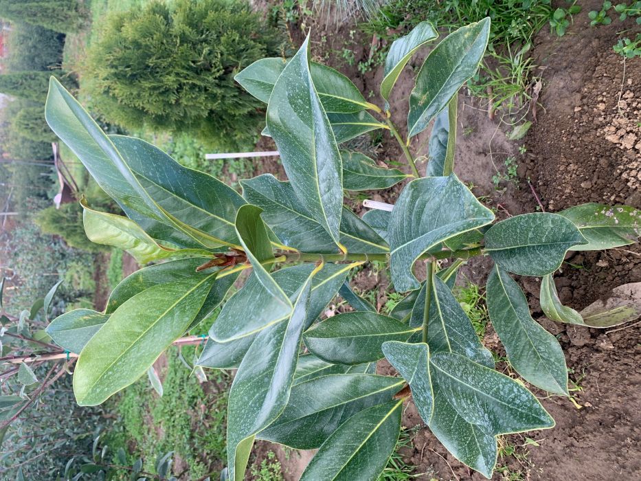 Örökzöld Magnolia fa